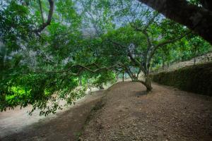 Green Paddy Villa