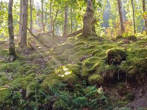 The Glen