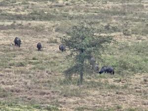 The savannah views homestay Nakuru, kenya
