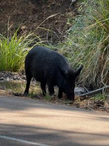 Appartement avec piscines et plage à pied