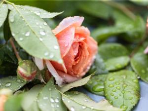 Apartment Suite Empire by Interhome