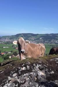 Apartment Fruehalp by Interhome