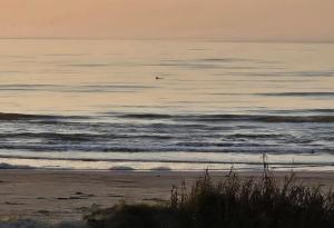 Pelicans and Flip Flops