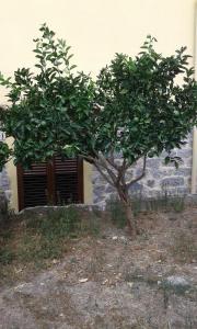 La Collina dei Ciliegi img41