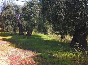 Terre di Traiano