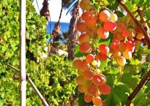 Alex - Nancy Apartments - Zaga Beach Messinia Greece