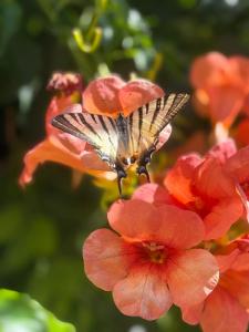 Ricordi Siciliani - Charme Rooms