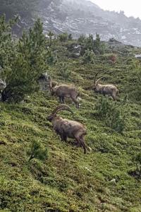 Apartment Chesa Robbi S-chanf by Interhome