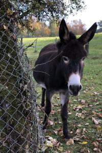 Apartment Tieroase Grünegg by Interhome