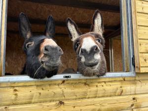 Les ânes du château d Hardelot, pour 2 à 5 pers
