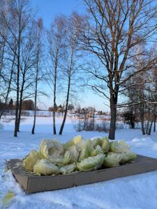 Obuoliu Sala OLAGA on the Apple Island