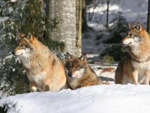Apartment Exklusive Ferienwohnung mit eigener Sauna by Interhome