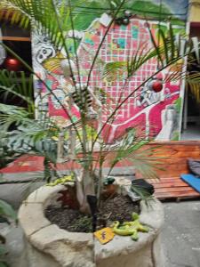 Iguana Hostel Oaxaca