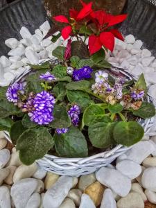 1 Apto prático e moderno SP Expo Zoo Simba Safari Congonhas