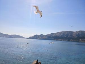 Apartment Mihovil by Interhome