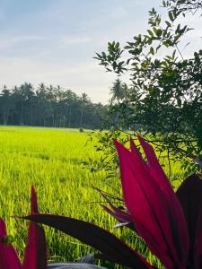 Gal Oya Lake View Inginiyagala