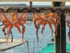 Economy Studio Apartments