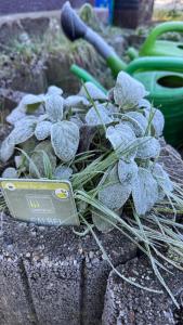 Cottage - Kleine alte Villa am See