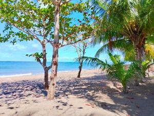 Nice Whitepebbles Beach Front