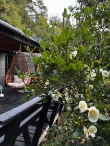 Domoñikemen, los Lleuques, termas de chillan