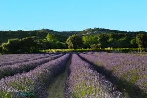 Lo Rastelié - 叙兹拉鲁斯