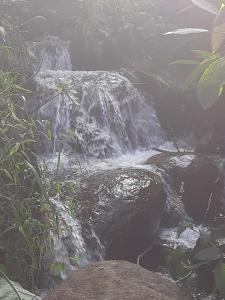 Kurinjiyil farmstay munnar