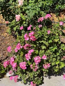 Sea view maisonette on coastal road, Zygi