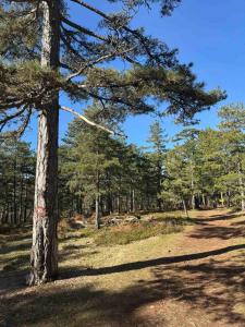 Studio Yellow Moon Borovi