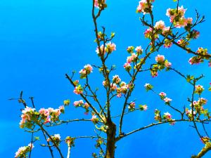 Paisible du Fort de Vaux