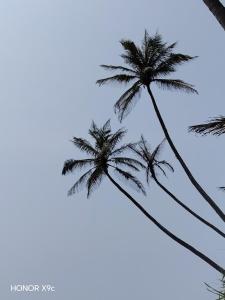 Lasantha Surf, Madiha