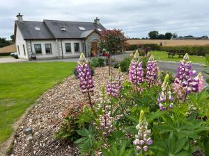 Edenmore Cottage Bed & Breakfast