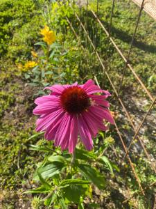 Lugar bonito tiny house