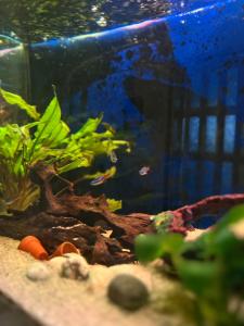 Lapland Aurora Villa