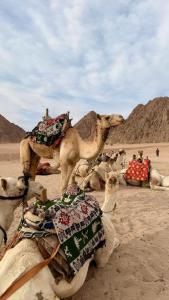 الشاكرية