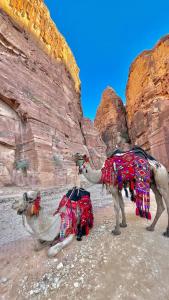 Camel riding trip