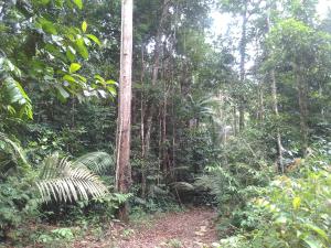 Acampamento selvagem