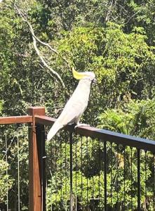 Addisons Baroon A Rainforest Retreat with Heated Plunge pool