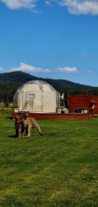The Hunter Valley Star Gazing BubbleHotel