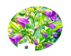 Casa Rural Belladona