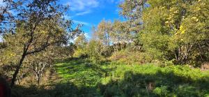 Bayo - terra essentia