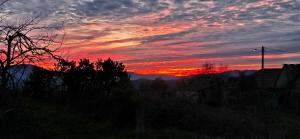 Bayo - terra essentia