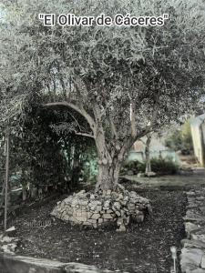 Apartamento El Olivar de Cáceres