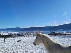 Ferienwohnungen Guglhof Mariapfarr