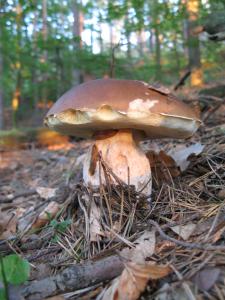 Milčinka - domeček v lese pod hradem Kokořín