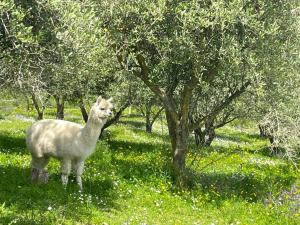 Giardino Vista Mare img25