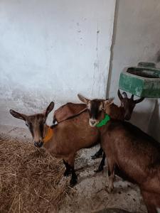 GÎTE "LES GRANGES DANTAN" - La FORGE -