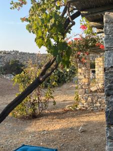 Messaria - Schinoussa