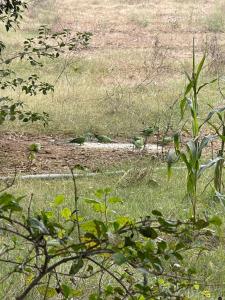 5 Minutes from Airport- Farmify - Peaceful Village Farmstay