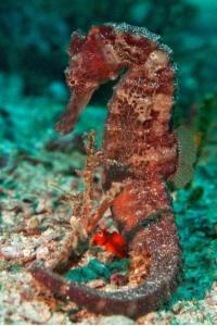 "Shady Sea Raja Ampat"