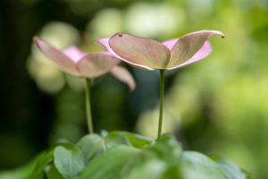 Roulotte immersive au jardin de Niargoutte